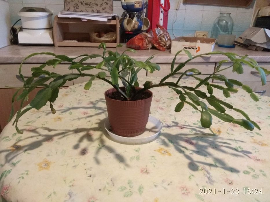 Комнатный цветок декабрист, зиферантес, гиппеаструм