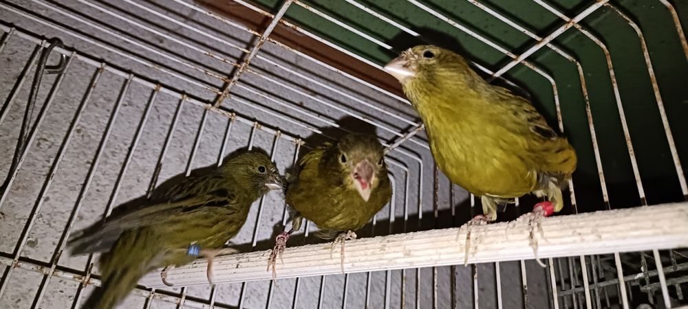 Canários Timbrados