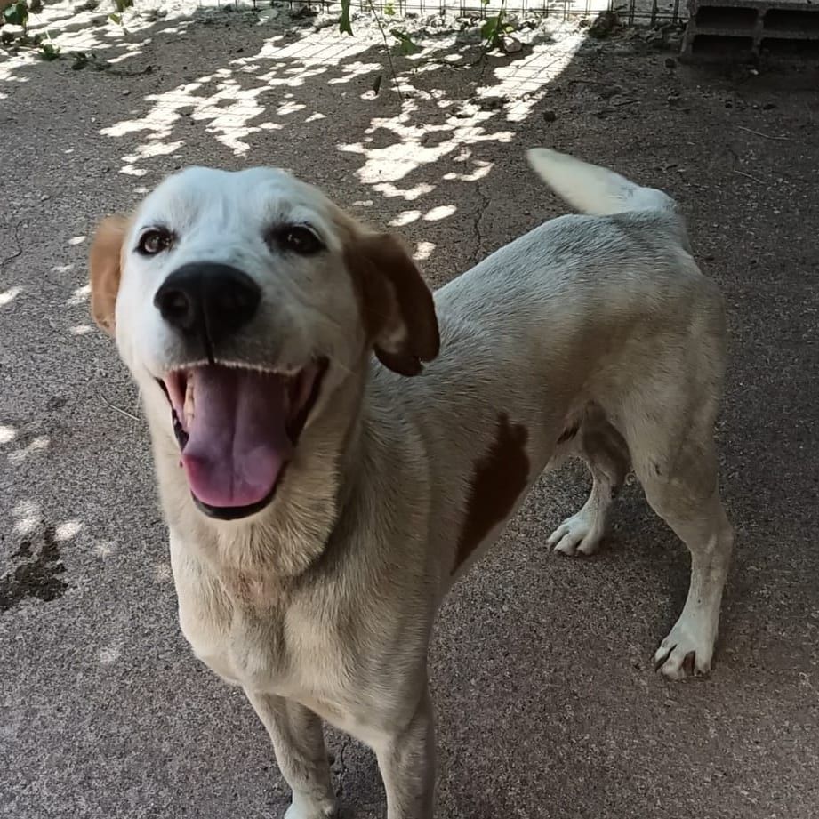 Cão para adotar responsavelmente