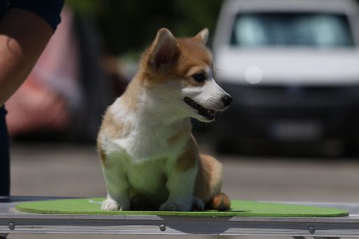 Мальчик корги_Джери