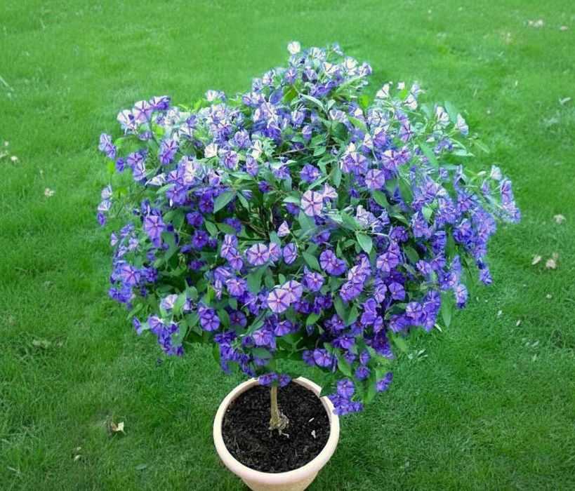 «Картопляне дерево» (Паслін Рантоннеті, Паслін горечавковидний)