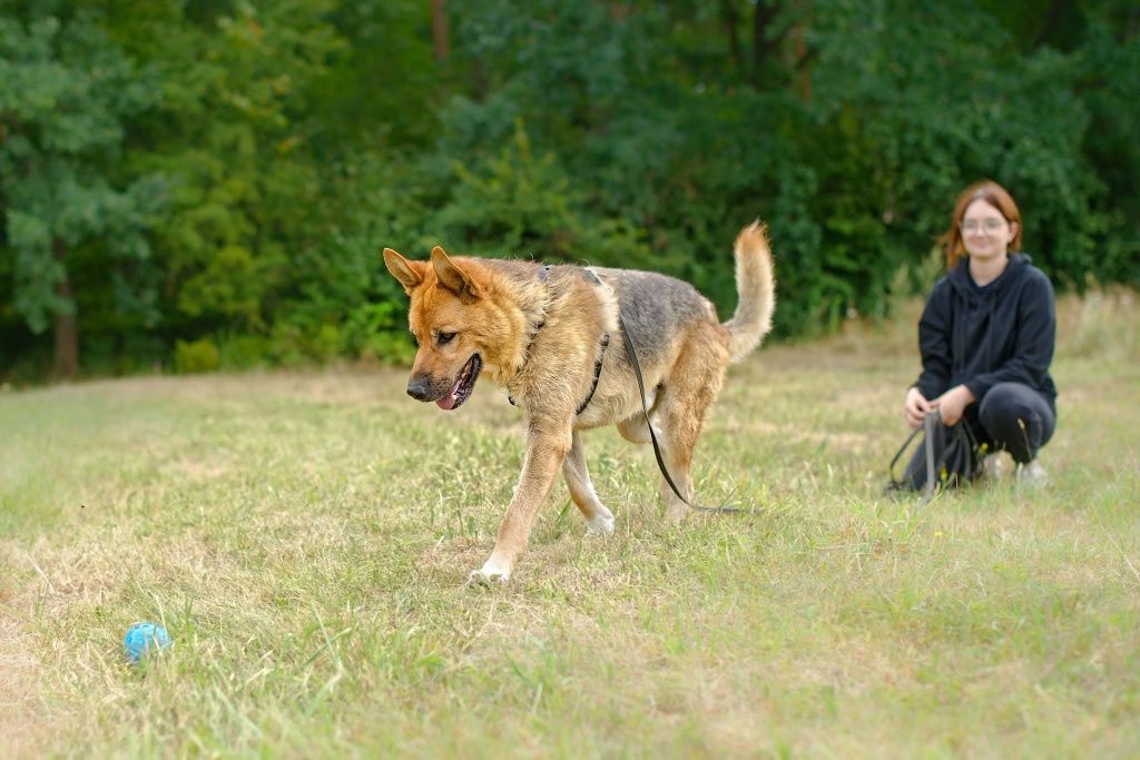 Imbir, kochany mądry pies do adopcji