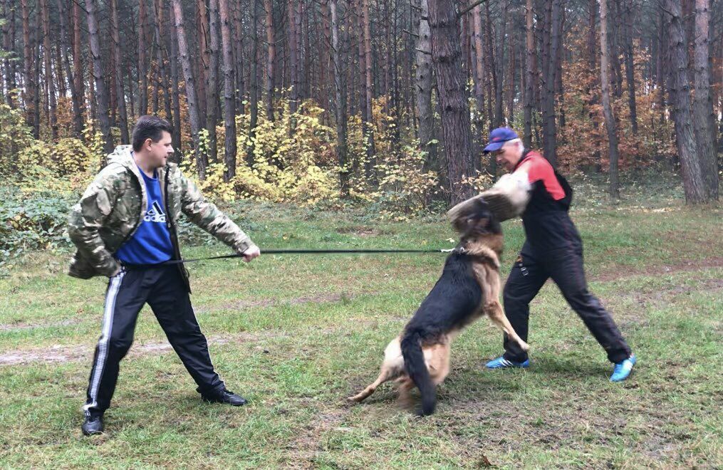 Продаємо щенят німецької вівчарки