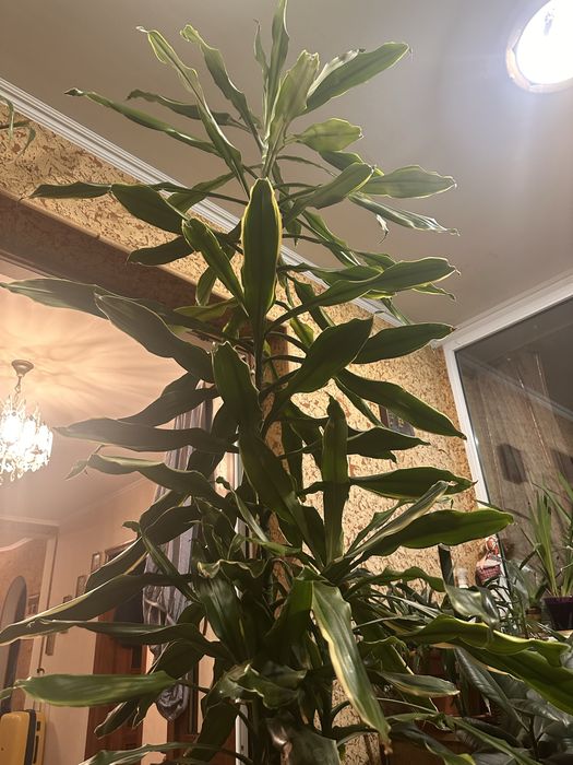 Драцена dracaena fragrance