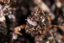 Ceratophysella isabellae "lilac", piękne skoczogonki ekipa sprzątająca