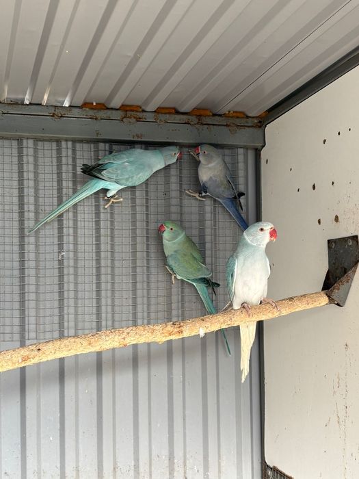 Aleksandretty obrozne