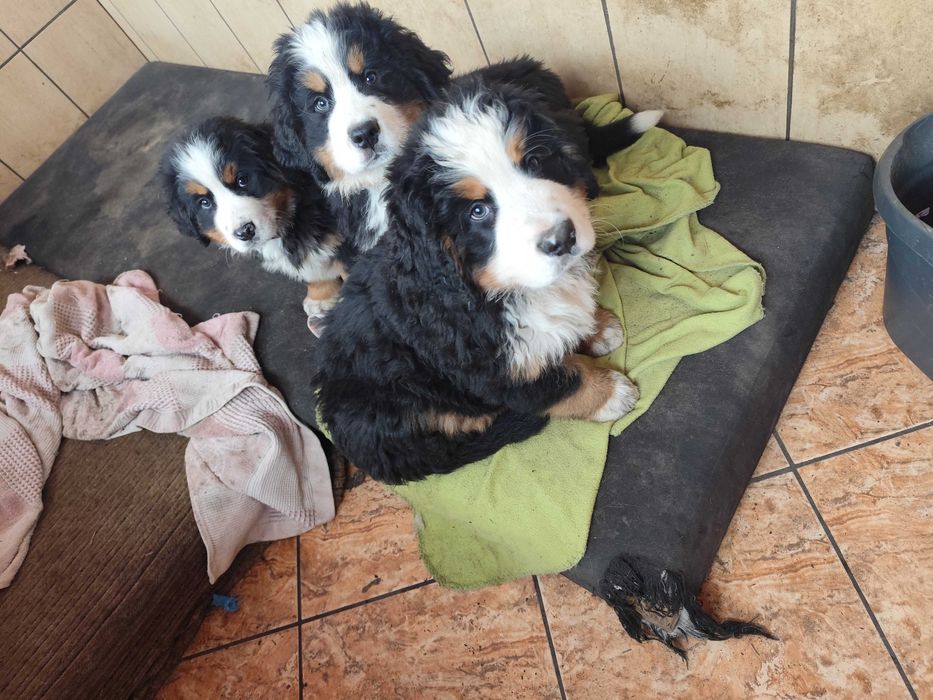 Berneński Pies Pasterski