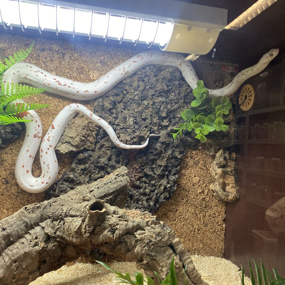 Wąż zbożowy Pantherophis guttatus Palmetto z terrarium lub bez, CB21