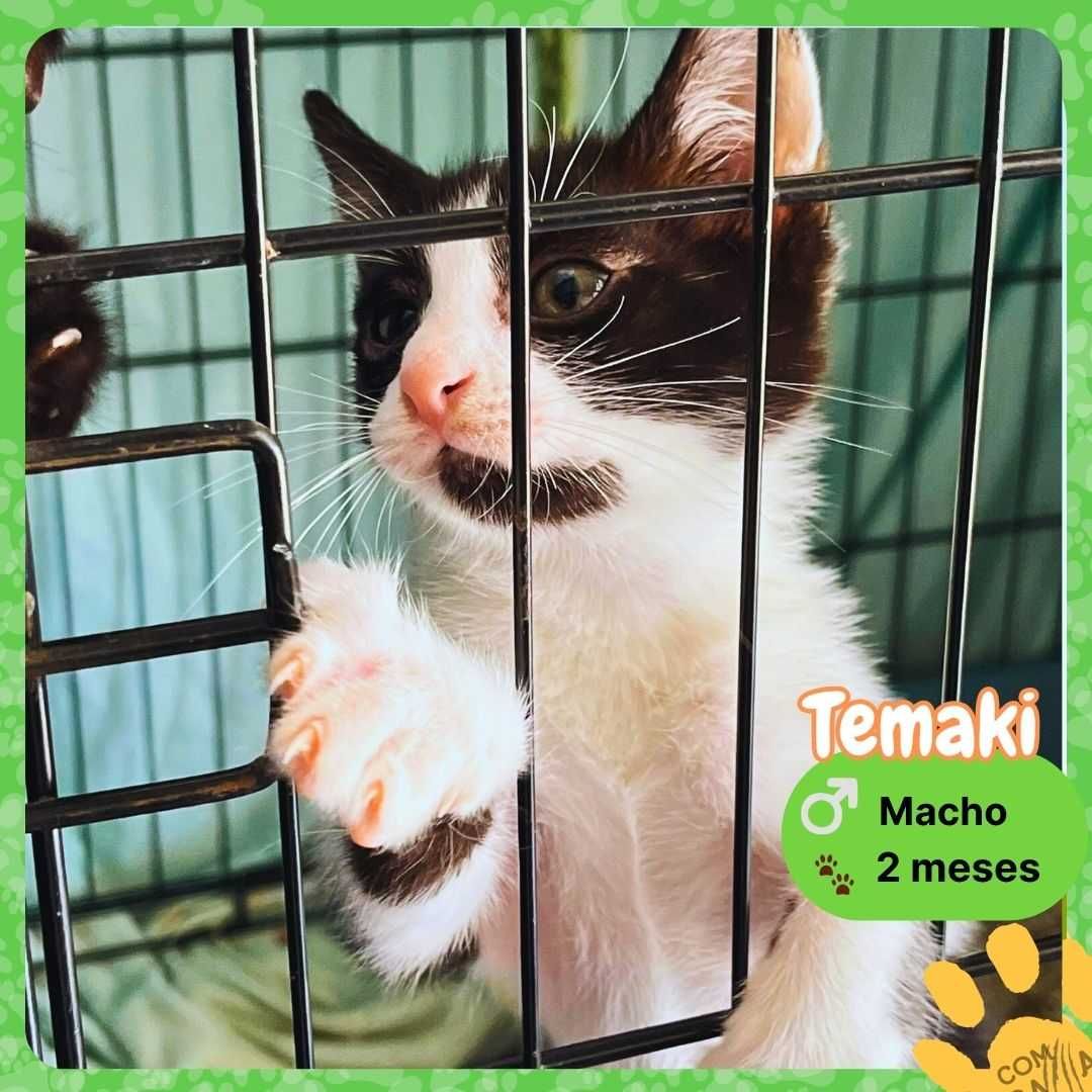 Gatinhos para adoção