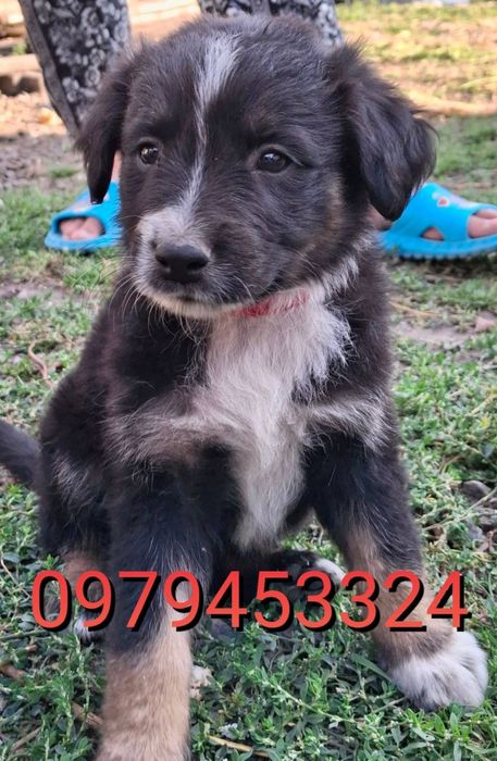 Віддам цуценят в добрі руки!