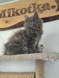 Śliczny kocurek Maine coon blue