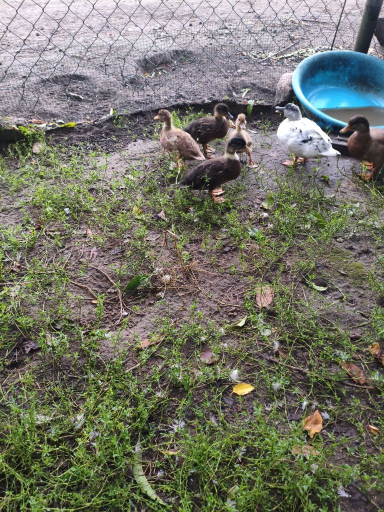 Sprzedam Call Duck kaczki