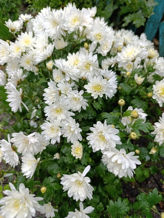 Продам хризантеми морозостійкі