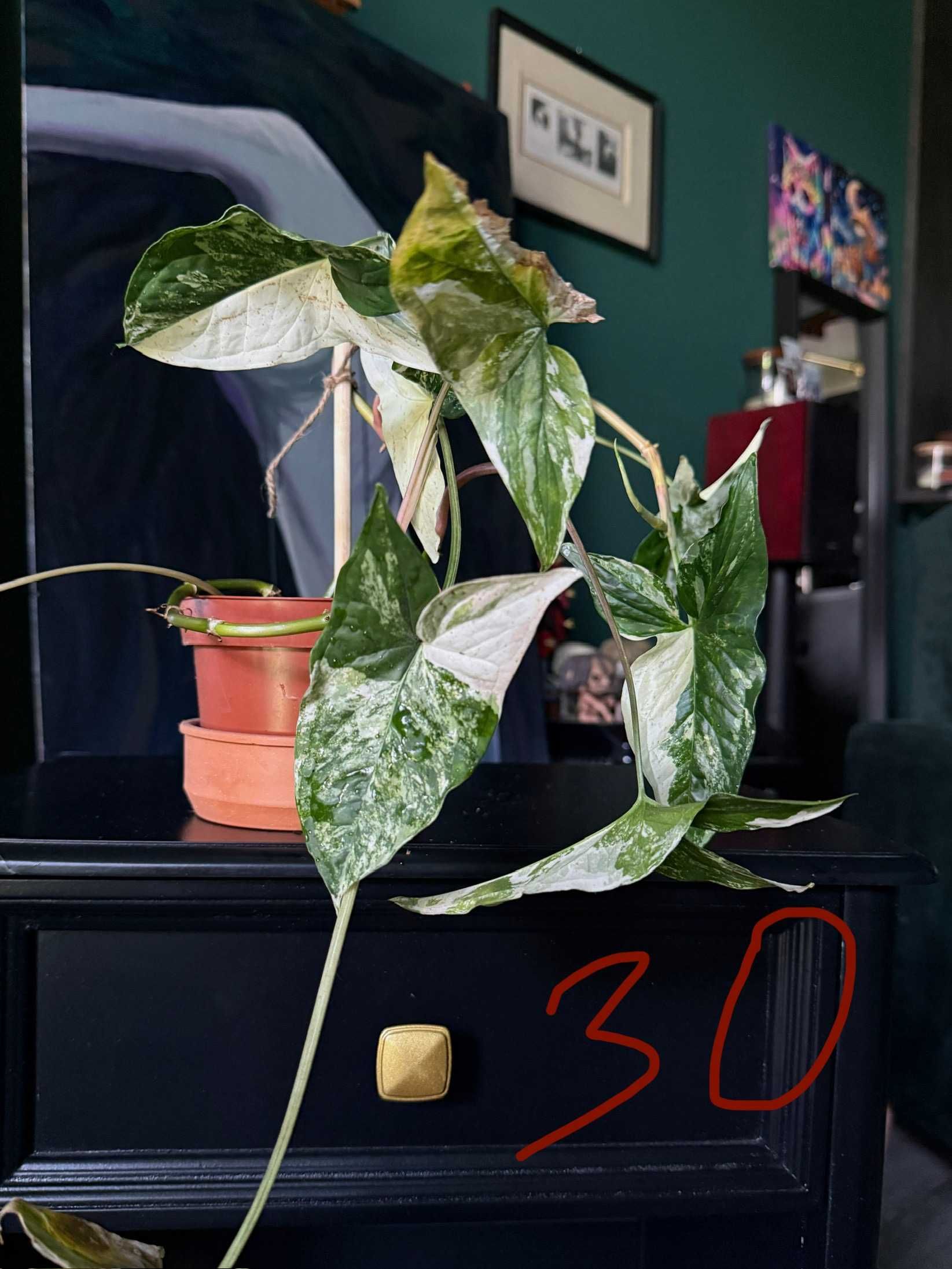 Zroślicha Stopowcowa Variegata Syngonium wybarwiona rzadka Wrocław
