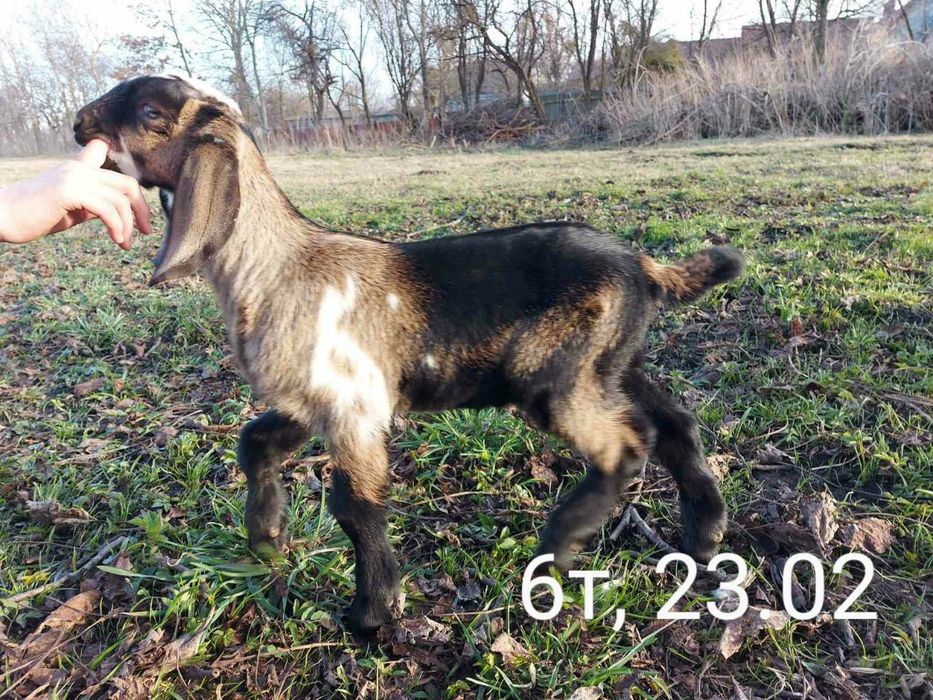 100% НУБІЙСЬКІ козенята