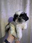 Shih - tzu suczka