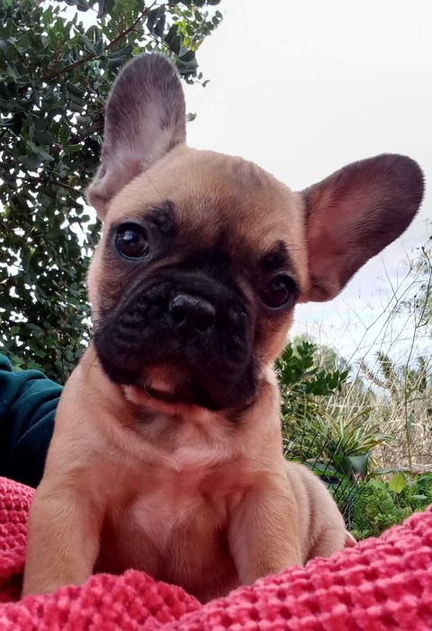 Buldogue Francês lindo de morrer