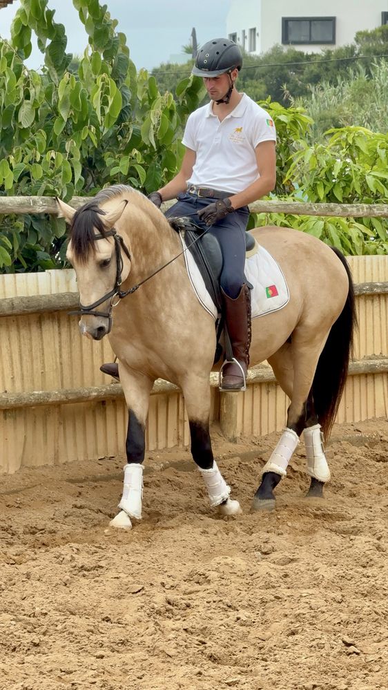 Baio Lusitano 3 anos Montado
