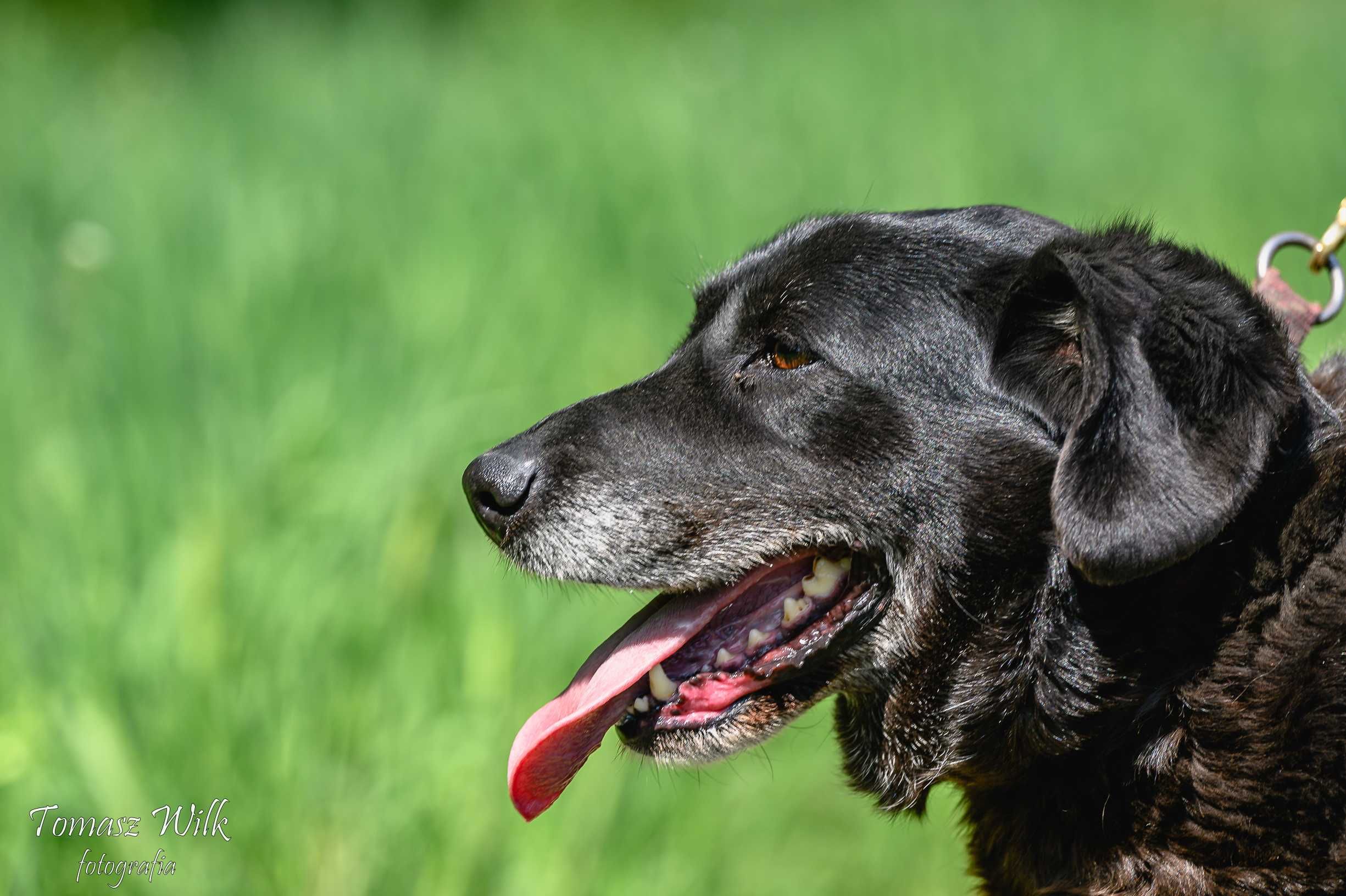 Starsza labradorka szuka domu!