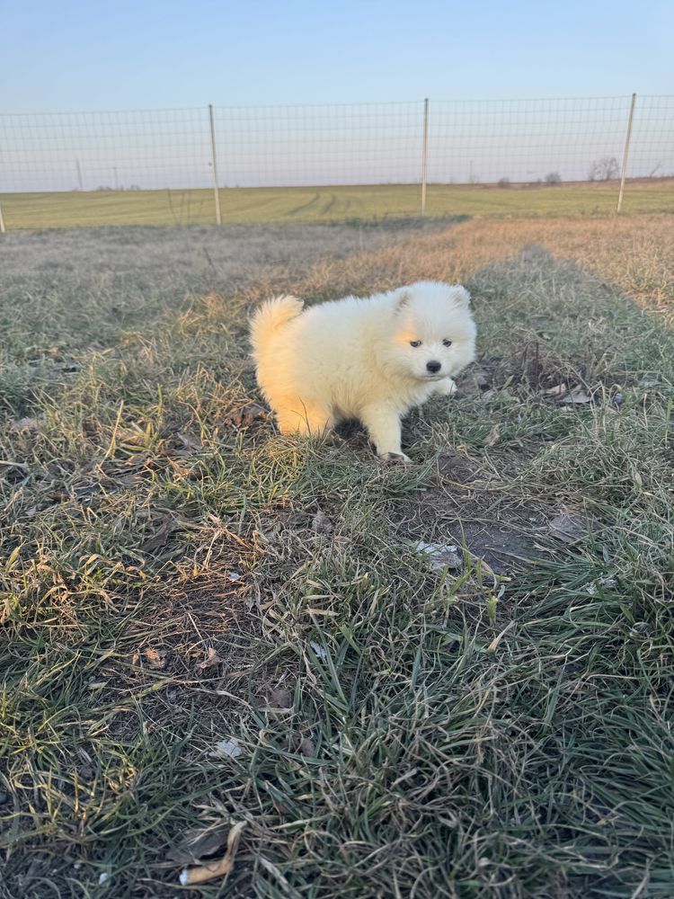 Piękna Suczka Samoyed Rodowód,Chip,Książeczka,Wyprawka!!
