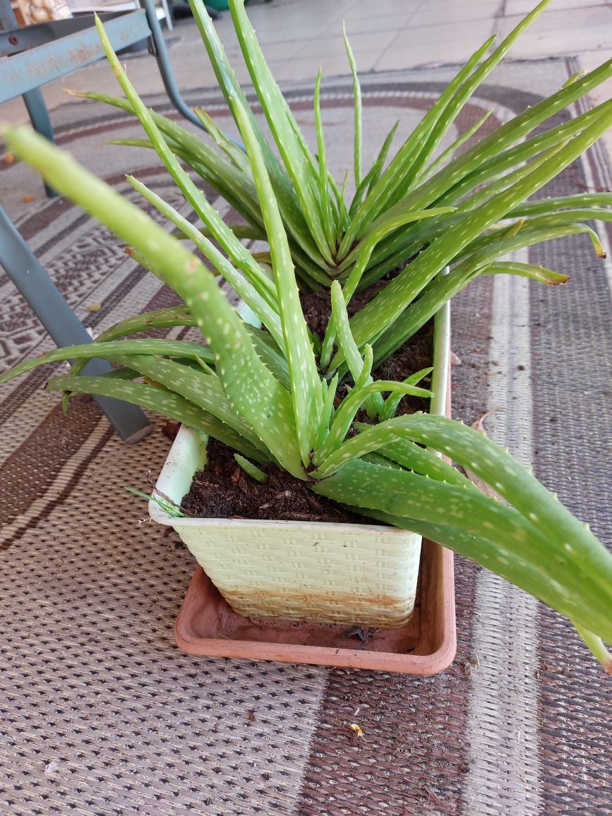 Pezinhos de Aloe vera