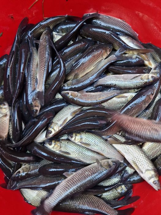 Legendarny Karp zatorski od 1-3 kg sztuka do konsumpcji  już dostępny