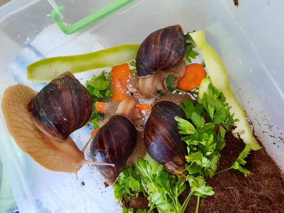 Взрослая пара улиток Ахатин