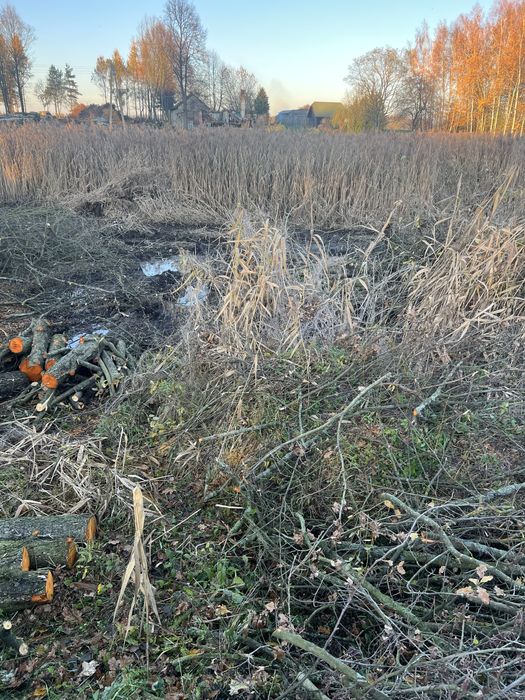 Oddam trzcine za darmo