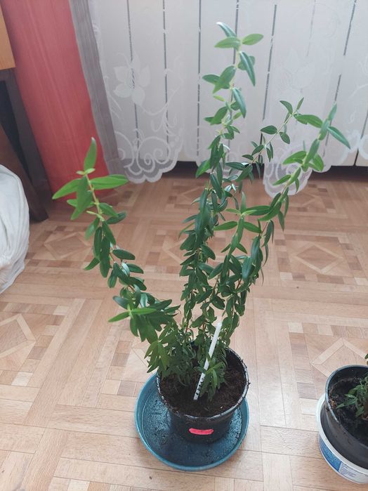 Merta,mirt w doniczce chrzciny,ślub,komunia