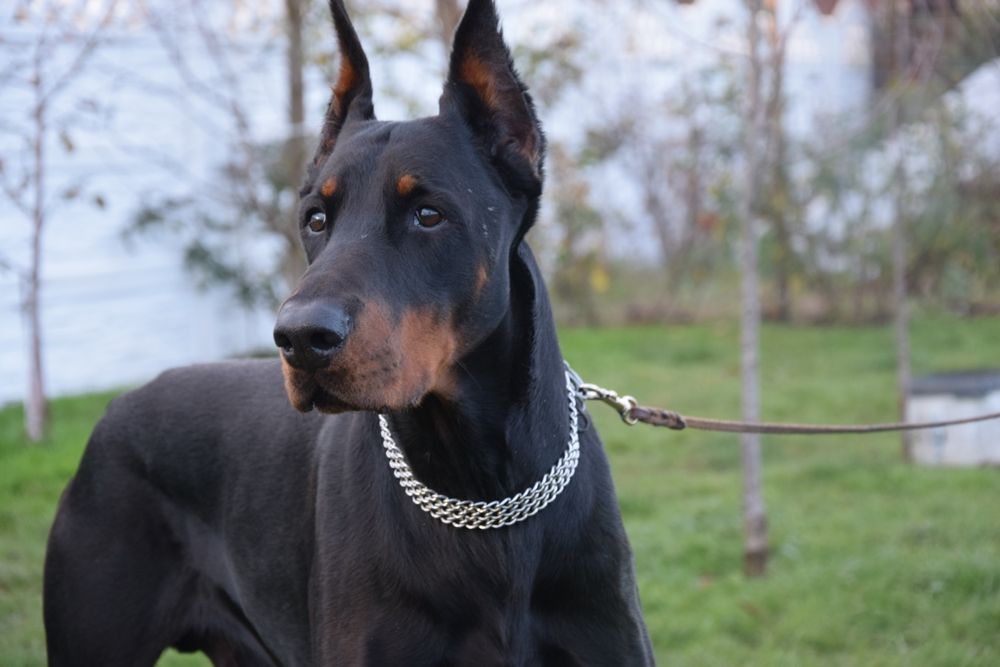 Doberman Szczeniak Rezerwacja