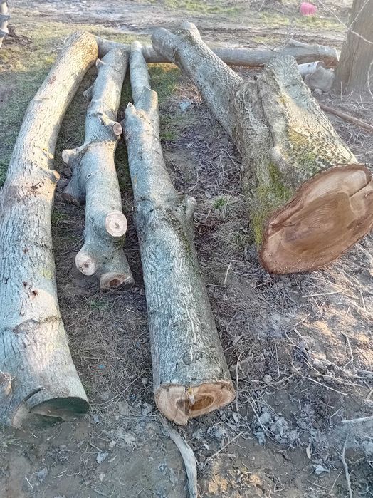 Drzewo, pień orzech.