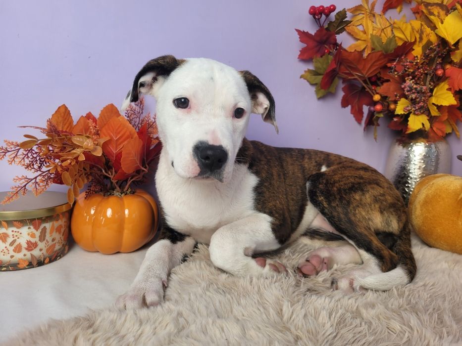 Kochana sunia Amstaff!