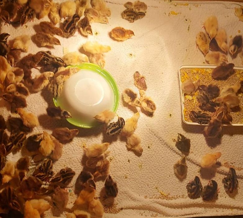 Piskleta przepiorka mix , perliczka mix