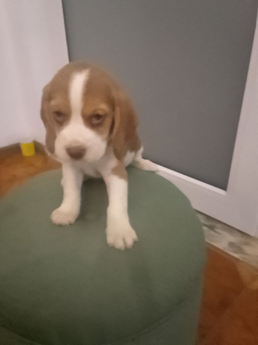 Beagle tricolor chocolate