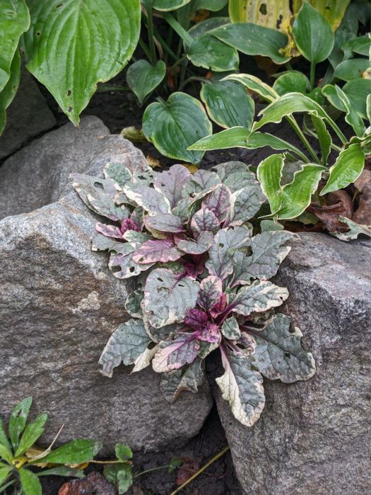 Різні вуличні рослини, плетючі, низькорослі