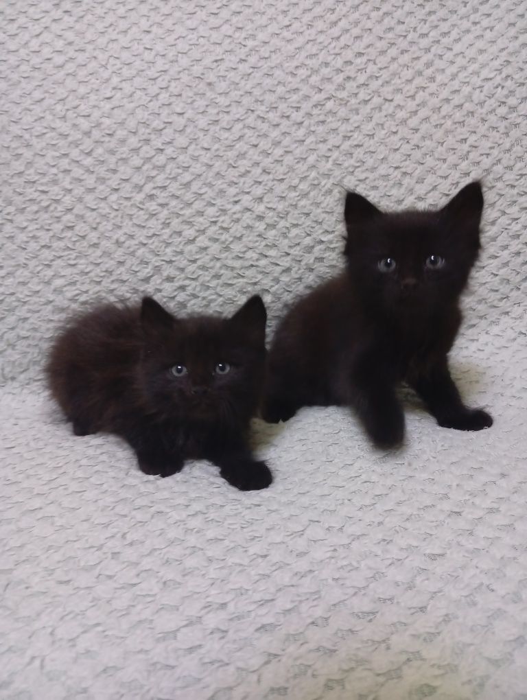Віддам котиків 1,5 місяця