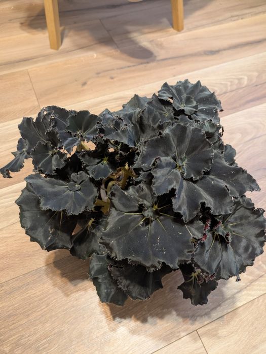 Бегония Black mamba