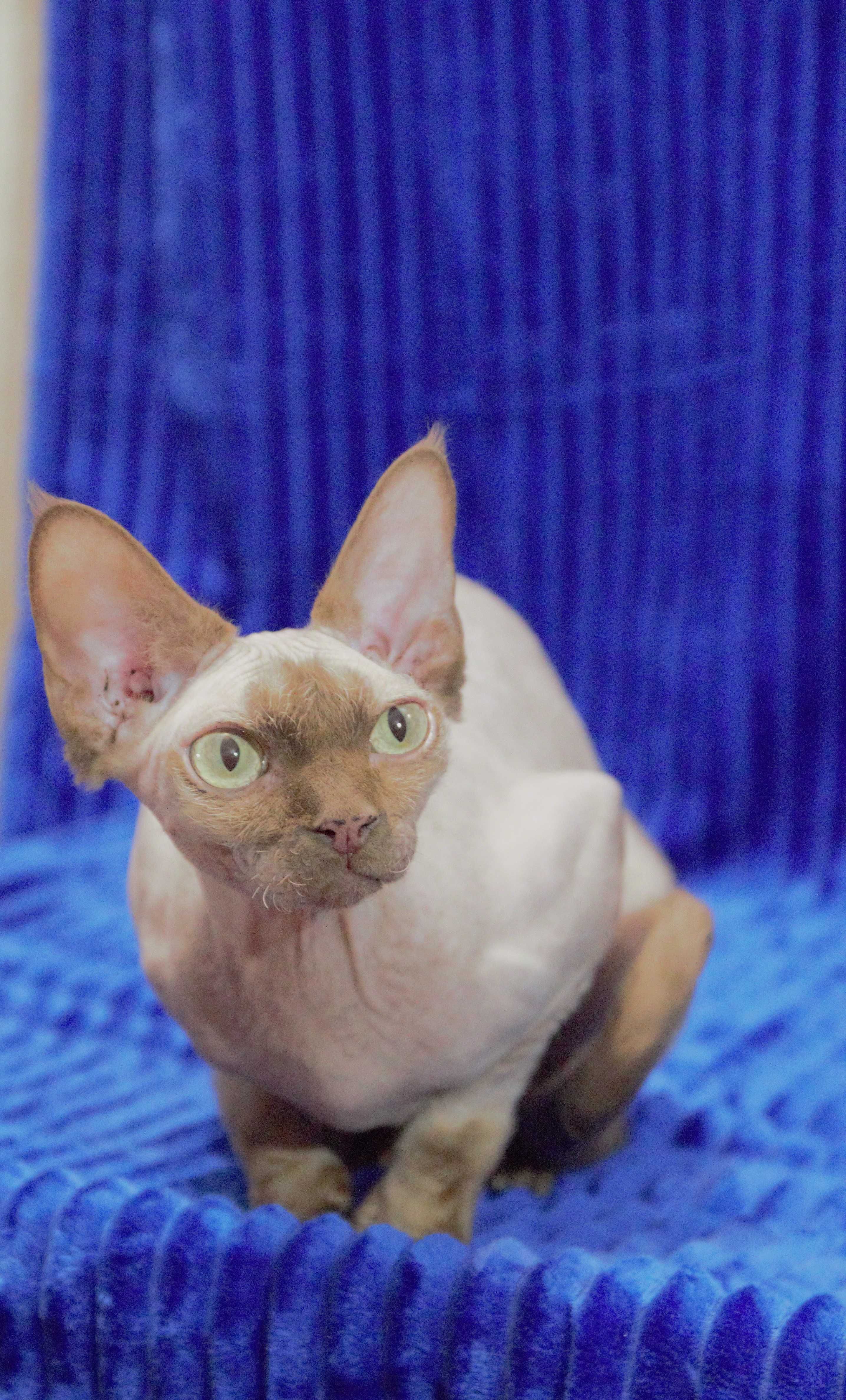 Kociak Devon Rex