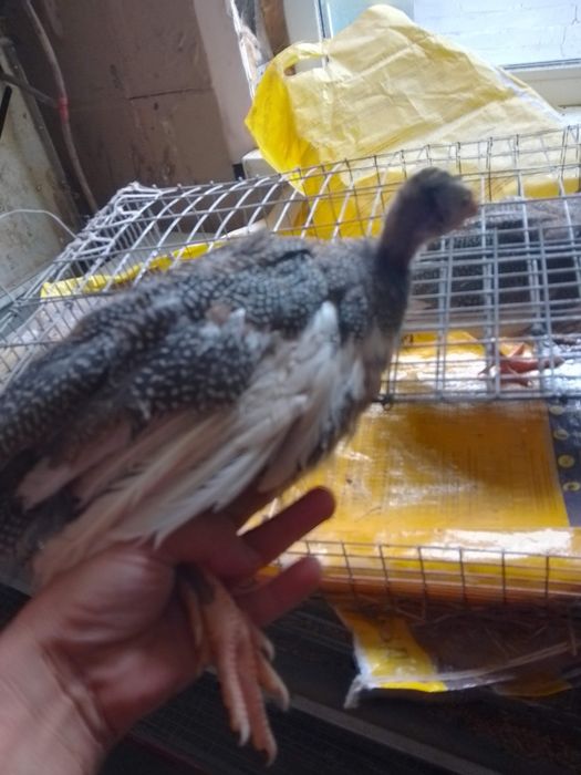 В наявності є Цесарята 2 місяців та 2,5 місяців.