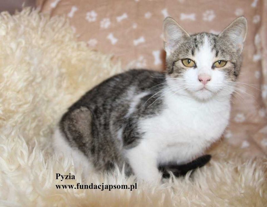 Pyzia, mała koteczka