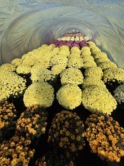 Chryzantemy drobnokwiatowe