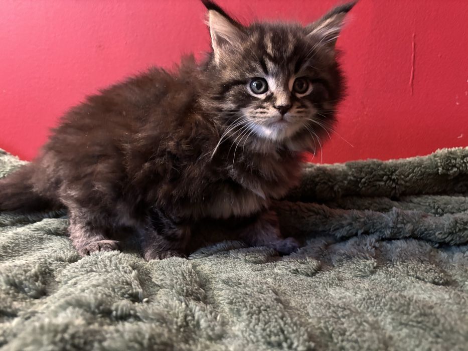 Kocurek Maine coon z rodowodem FPL