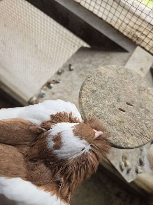 Garłacz Siodłaty Łapciaty (czeski) !!!