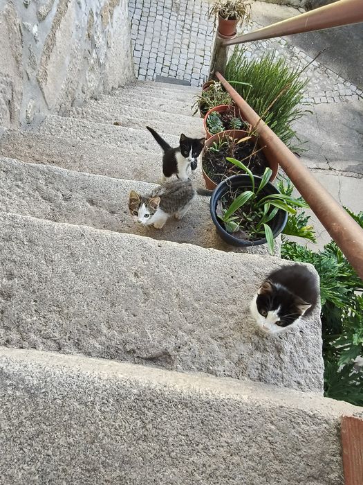 Gatos para adoção responsável