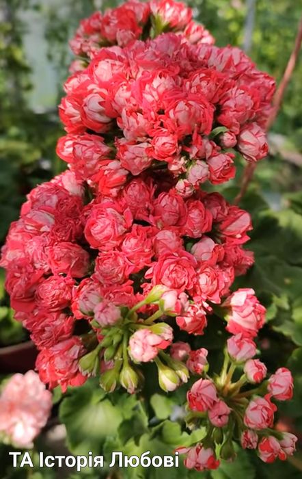 Пеларгонія ТА История Любви,Зірка Водолія,Северная Андромеда