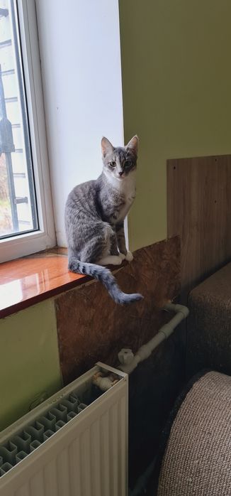 Кошеня дівчинка смугаста сіробіла