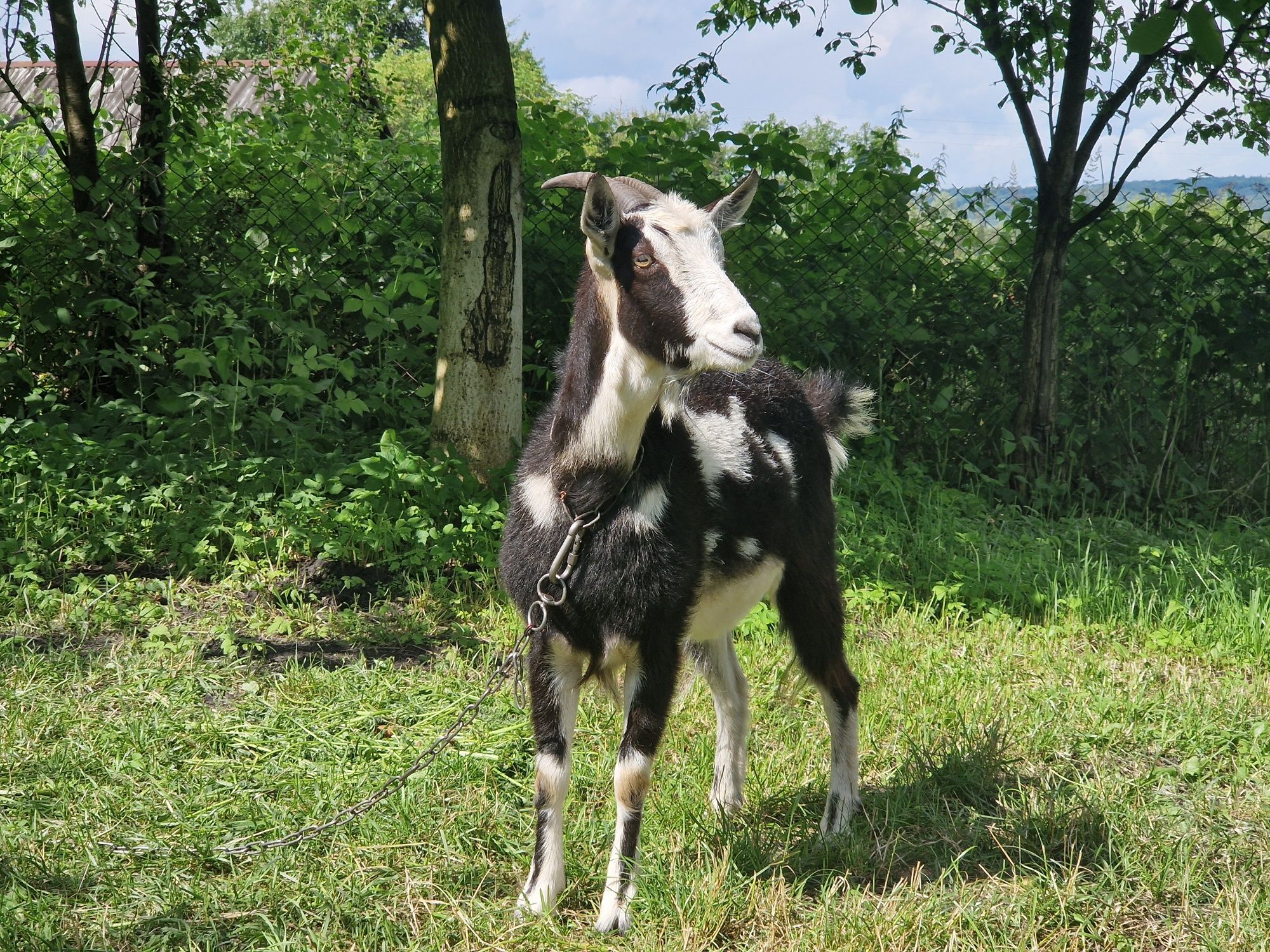 Коза карпатська місцева