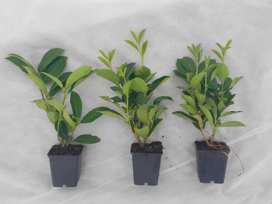 Laurowiśnia wschodnia! 200cm! Sadzimy! Novita Caucasica Rotundifolia!