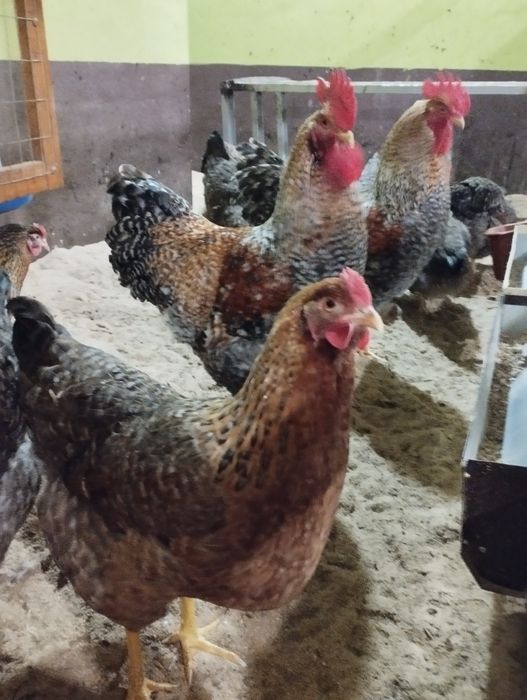Курочки Білефельдори
