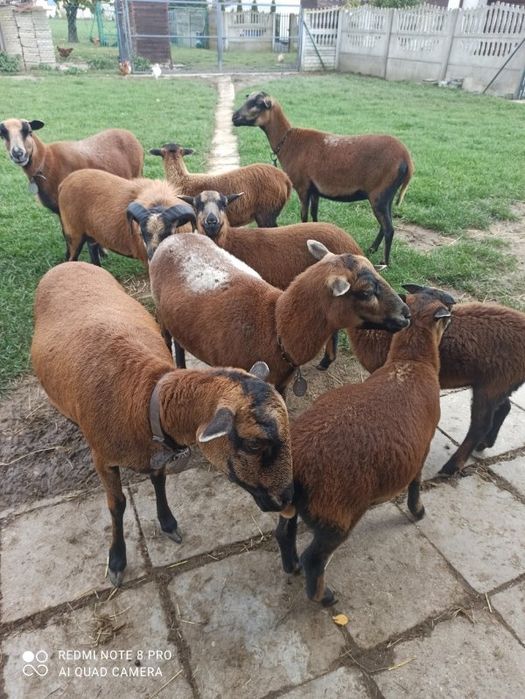 Owca kameruńska- kotna